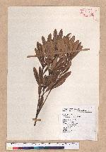 Pasania dodonaeifolia (Hayata) Hayata 柳葉柯