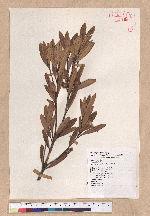 Pasania dodonaeifolia (Hayata) Hayata 柳葉柯