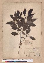 Cyclobalanopsis longinux (Hayata) Schott. 錐果櫟