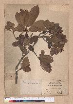 Quercus championi Benth. 嶺南青岡櫟