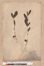 Quercus acutissima Garruth. 麻櫟