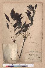 Quercus acutissima Garruth. 麻櫟
