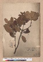 Quercus championi Benth. 嶺南青岡櫟
