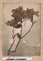 Quercus championi Benth. 嶺南青岡櫟