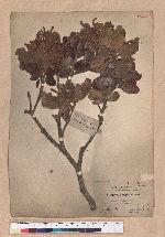 Quercus championi Benth. 嶺南青岡櫟