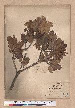 Quercus championi Benth. 嶺南青岡櫟
