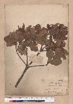 Quercus championi Benth. 嶺南青岡櫟