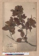 Quercus championi Benth. 嶺南青岡櫟