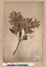 Quercus championi Benth. 嶺南青岡櫟