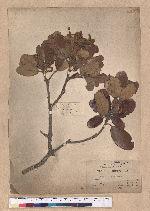 Quercus championi Benth. 嶺南青岡櫟