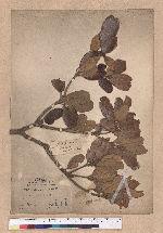 Quercus championi Benth. 嶺南青岡櫟