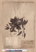 Cyclobalanopsis longinux (Hayata) Schott. 錐果櫟