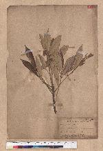 Quercus gilva Blume 赤皮