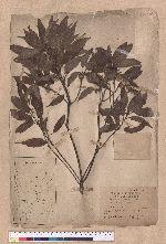 Quercus stenophylla (Bl.) Makino 栓皮櫟