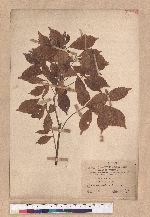 Pasania konishii (Hayata) Schottky 油葉石櫟