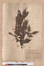 Castanopsis longicaudata (Hayata) Kaneh. et Hatus. 長尾尖櫧
