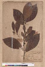 Litsea obovata Hayata