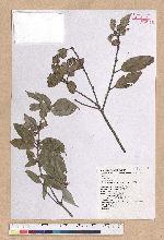 Cyclobalanopsis salicina (Blume) Oerstedt 白背櫟