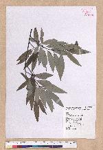 Litsea cubeba (Lour.) Persoon 山胡椒