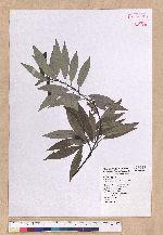 Litsea cubeba (Lour.) Persoon 山胡椒