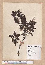 Fagus hayatae Palib. 臺灣山毛櫸