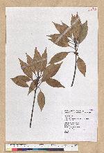 Neolitsea sericea (Blume) Koidz. var. aurata (Hayata) Hatusima 金新木薑子