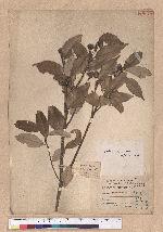 Cyclobalanopsis globosa Lin & Liu 圓果椆