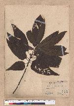 Quercus variabilis Blume 栓皮櫟