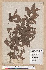 Litsea hypophaea Hayata 小梗木薑子(黃肉樹)