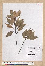 Neolitsea sericea (Blume) Koidz. var. aurata (Hayata) Hatusima 金新木薑子