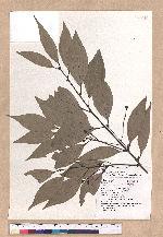 Cinnamomum macrostemon Hayata 胡氏肉桂