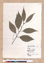 Cinnamomum macrostemon Hayata 胡氏肉桂