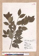 Lindera communis Hemsl. 香葉樹