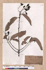 Cinnamomum zeylanicum Nees 錫蘭樟(錫蘭肉桂)