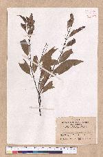 Cinnamomum pseudo-loureirii Hayata