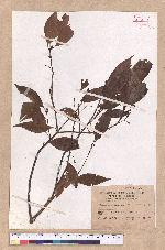 Cinnamomum pseudo-loureirii Hayata