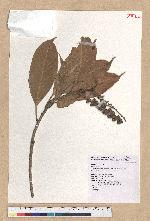 Lithocarpus amygdalifolius (Skan ex Forbes & Hemsl.) Hayata 杏葉石櫟
