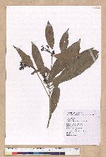 Machilus japonica Siebold et Zucc. 日本楨楠(假長葉楠)