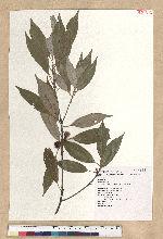 Neolitsea sericea (Blume) Koidz. 白新木薑子