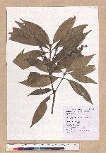 Pasania hancei (Benth.) Schott. var. ternaticupula (Hayata) Liao 三斗石櫟