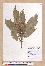 Cyclobalanopsis morii (Hayata) Schott. 森氏櫟(赤椆)