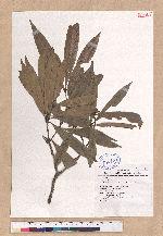 Lithocarpus hancei (Benth.) Rehder 三斗柯