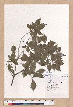 Lithocarpus corneus (Lour.) Rehd 后大埔柯