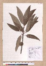 Quercus variabilis Blume 栓皮櫟