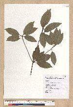 Neolitsea sericea (Blume) Koidz. 白新木薑子