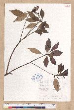 Machilus japonica Siebold et Zucc. 日本楨楠(假長葉楠)