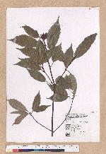 Cyclobalanopsis glauca (Thunb.) Oerst. 青剛櫟
