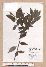 Cyclobalanopsis stenophylloides (Hayata) Kudo & Masamune ex Kudo 狹葉櫟