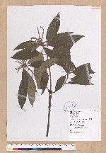 Lithocarpus lepidocarpus (Hayata) Hayata 鬼石櫟
