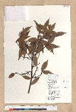 Neolitsea acuminatissima (Hayata) Kanehira et Sasaki 高山新木薑子